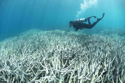 The World Heritage-listed reef is currently suffering its worst bleaching in recorded history with 93 percent of corals affected