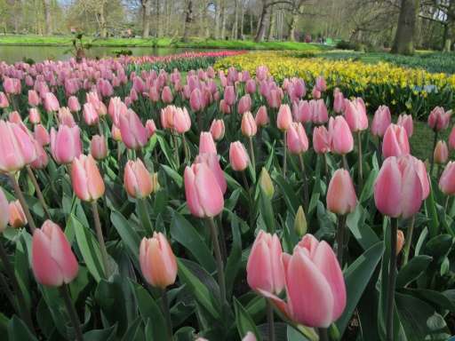 The world's largest bulb garden, which boasts some seven million flowers, has depicted in flowers this year's theme of the Nethe