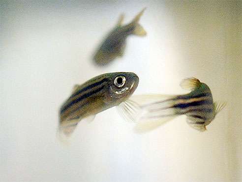 The zebrafish’s growing impact on medical research