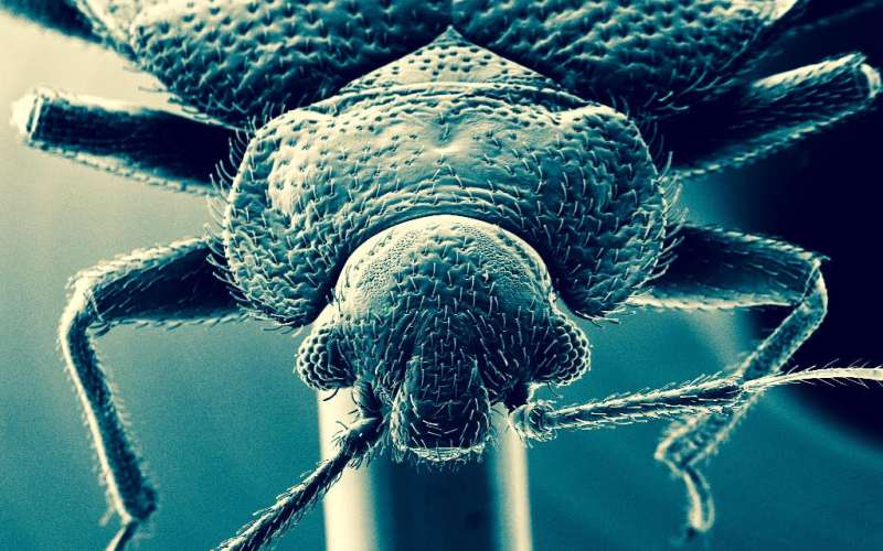 Thick-skinned bed bugs beat commonly used bug sprays
