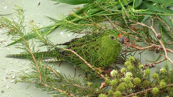 Third time may prove lucky for WA’s rarest bird