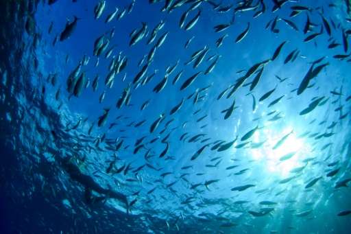 Thirty-one percent of the world's fisheries are harvested at biologically unsustainable levels, according to Food and Agricultur