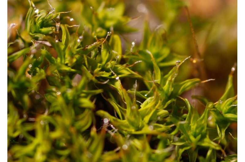 This desert moss has developed the ultimate water collection toolkit
