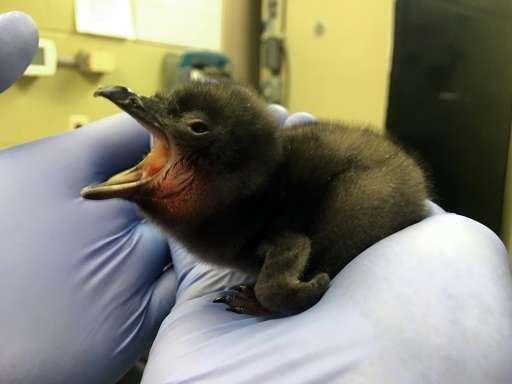This photo provided January 12, 2016 by the Cincinnati Zoo in Ohio shows a baby penguin born January 8