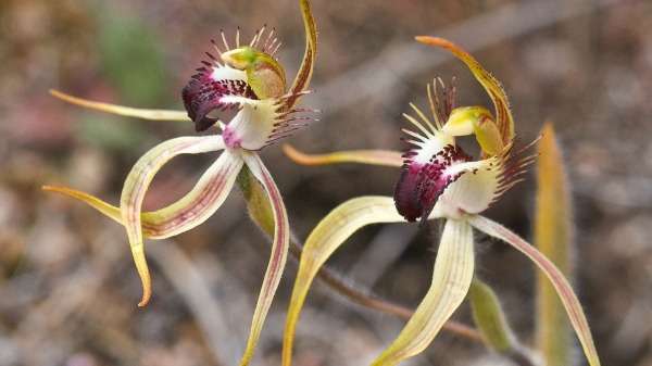 Threatened orchid locations top secret for survival