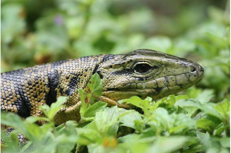 Three new species identified amongst the Tegu lizard family
