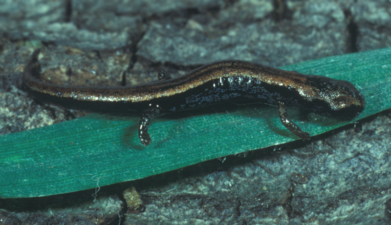Three new species of miniaturized tropical salamanders are already endangered