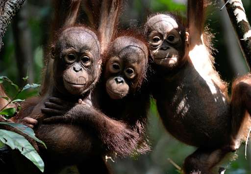 Three orphaned orangutan youngsters hang from a tree whilst attending 'jungle school' at the International Animal Rescue centre 