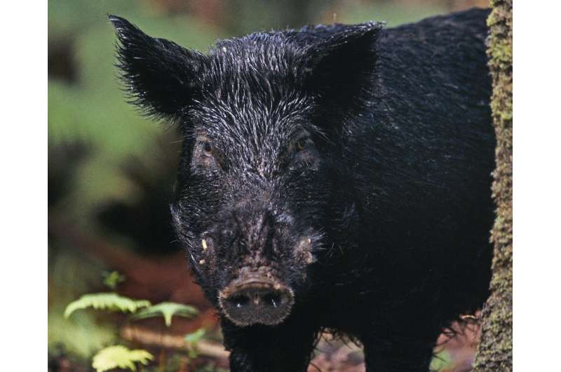 Throughout history humans have preferred their pigs to be black, suggests study