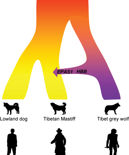 Tibetan Mastiff gained high altitude adaptation after domestication by wolf interbreeding