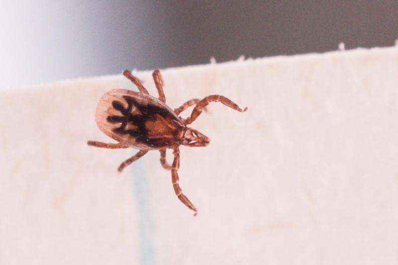 Tick genome reveals inner workings of a resilient blood-guzzler