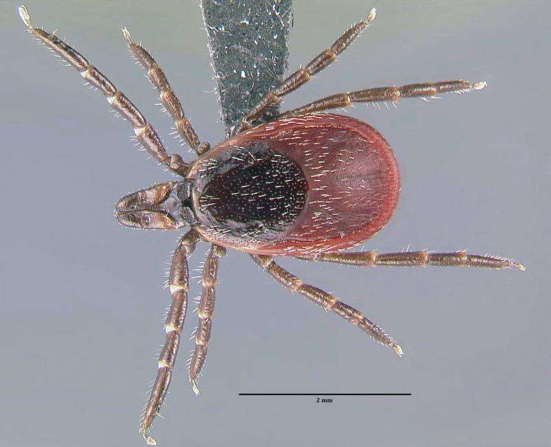 Ticks that transmit Lyme disease reported in nearly half of all US counties
