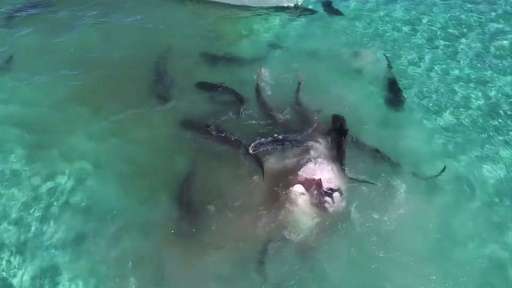 Tiger sharks rip apart carcass of giant humpback whale in Shark Bay, Australia