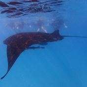 Tighter controls urged for manta ray tourism