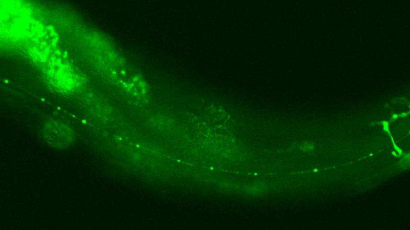 Tiny worm opens big discovery on nerve degeneration