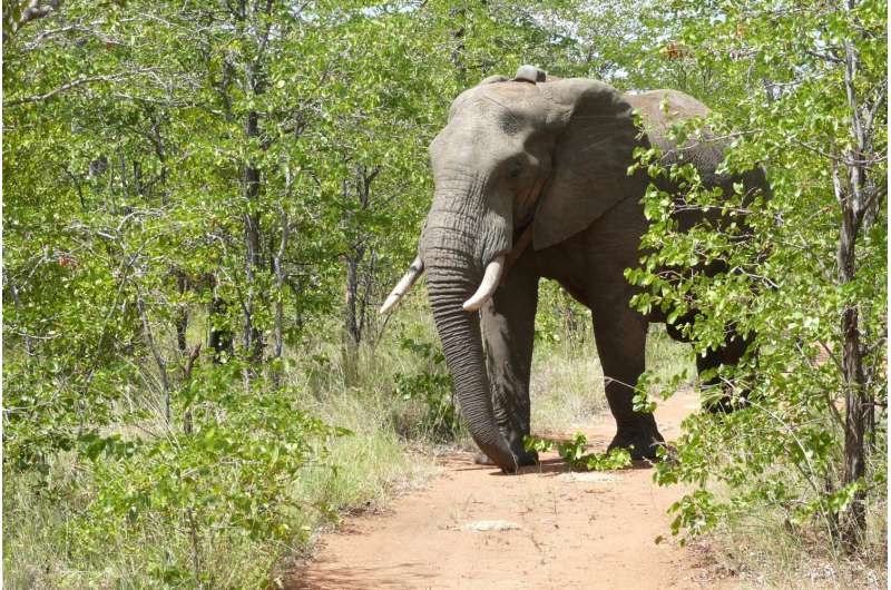 To catch a poacher: GIS, drones can improve elephant conservation