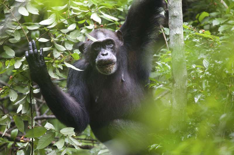 To find energy-rich food, like tropical ripe fruit, is a challenge for chimpanzees