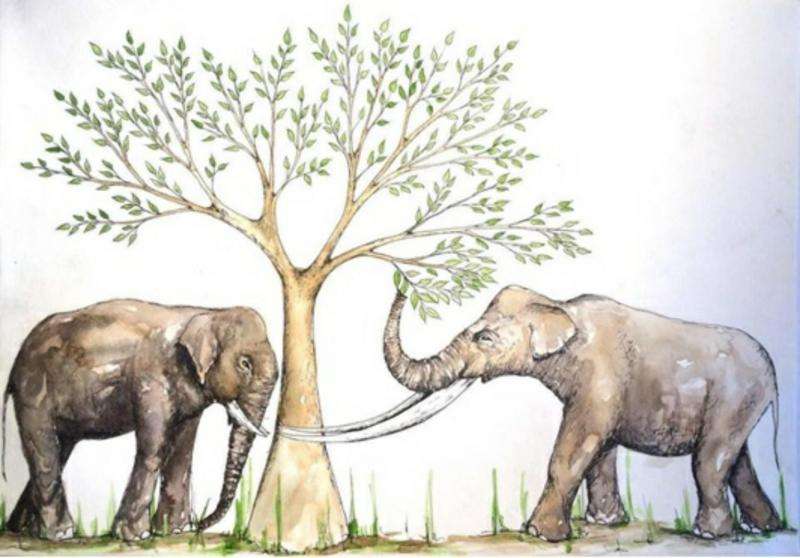 Tooth wear sheds light on the feeding habits of ancient elephant relatives