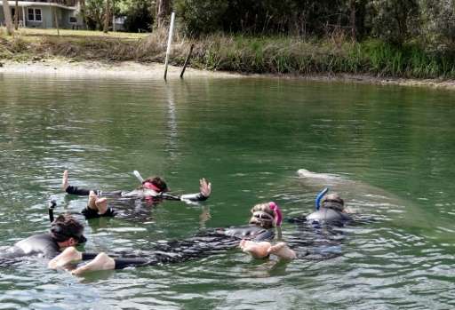 Tourists swim near an endangered manatee, which is rising to the surface for a sip of air, in Crystal River, Florida