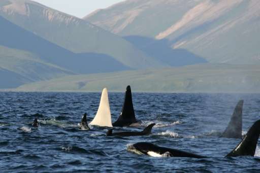 Toxic chemicals known by the acronym PCBs are poisoning killer whales in European waters, and in some cases severely impeding th