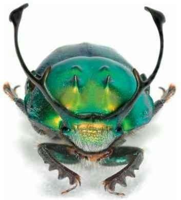 Tracing the ancestry of dung beetles