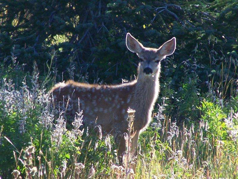 Tracking deer by NASA satellite