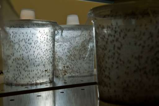 Transgenic Aedes aegypti mosquitos are seen in containers at a laboratory of biotech company Oxitec, in Sao Paulo, Brazil in 201