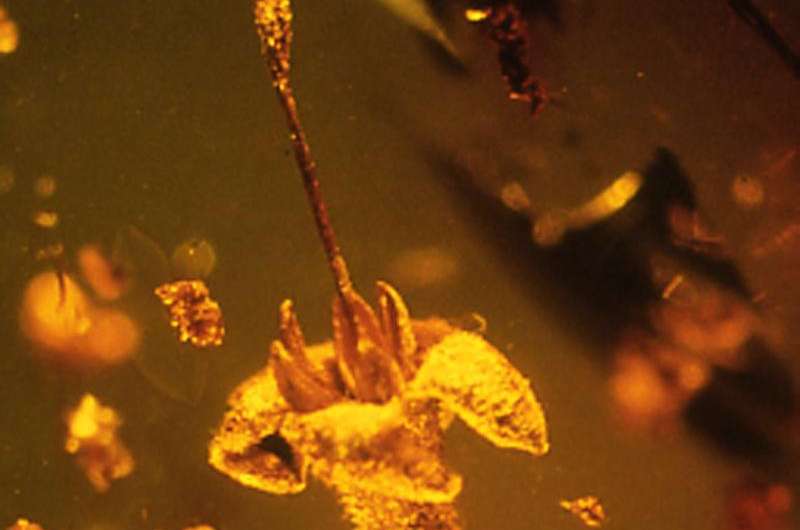 Trapped in amber: Flower identified by Rutgers plant biologist as new species