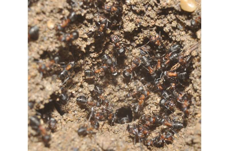 Trapped in a nuclear weapon bunker wood ants survive for years in Poland