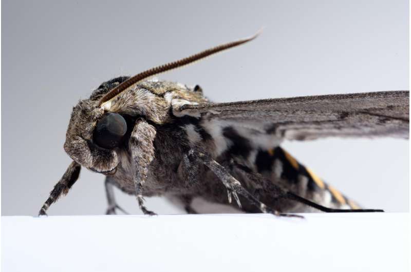 Tricking moths into revealing the computational underpinnings of sensory integration