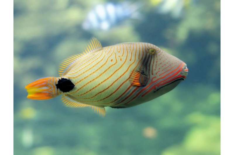 Triggerfish needed to grow reefs, new research finds