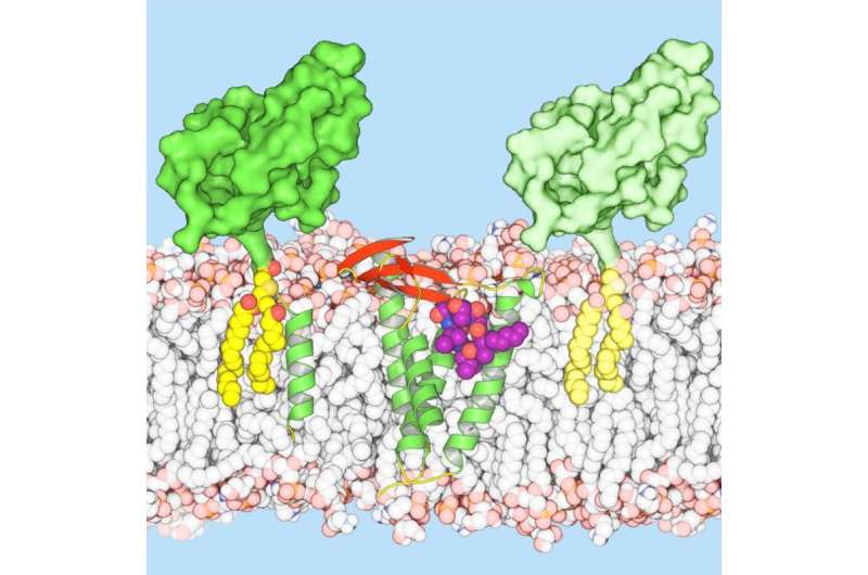 Trinity scientists blueprint antimicrobial candidate that may stem post-antibiotic tide