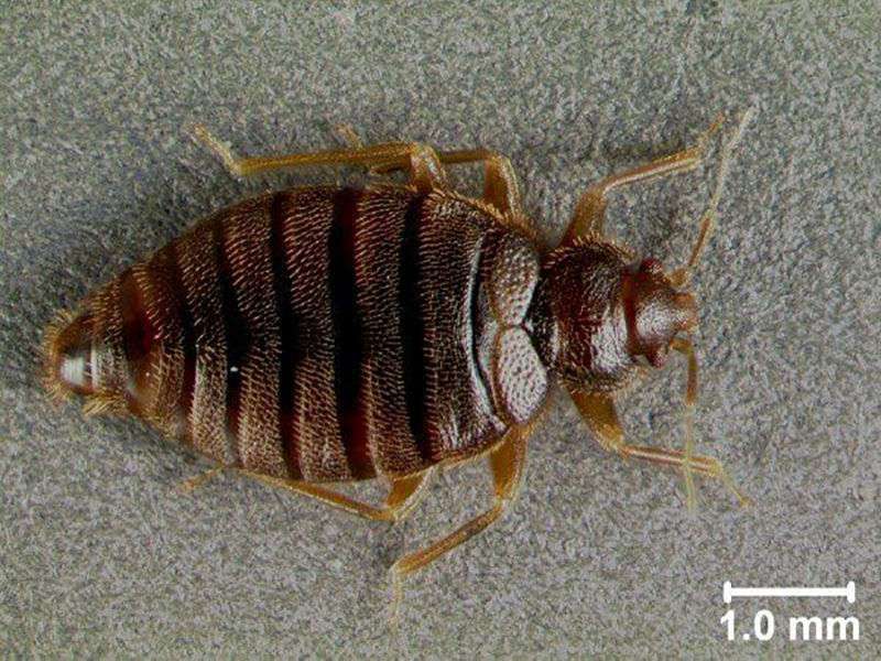 Tropical bedbugs creeping back to florida