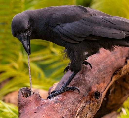 Tropical crow species is highly skilled tool user