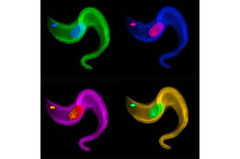 Trypanosomes evade detection by swapping coat proteins through chromosomal rearrangement