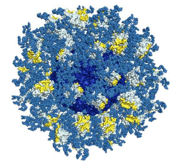 TSRI and IAVI researchers harness antibody evolution on the path to an AIDS vaccine