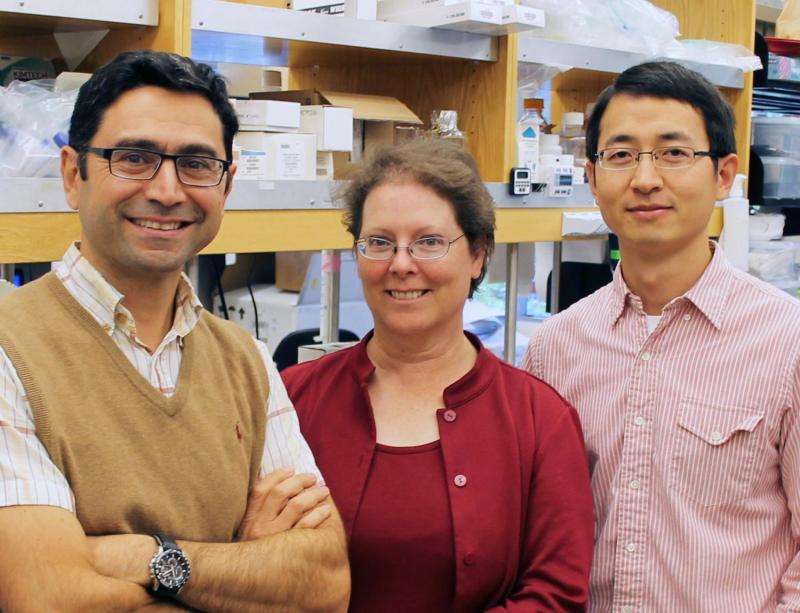 TSRI study reveals workings of mysterious 'relief valve' that protects cells from swelling