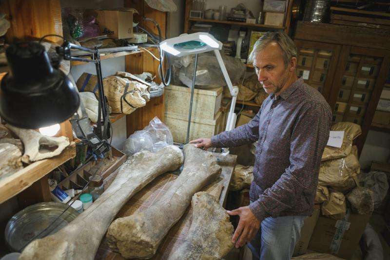 TSU paleontologists found a big concentration of mammoth bones