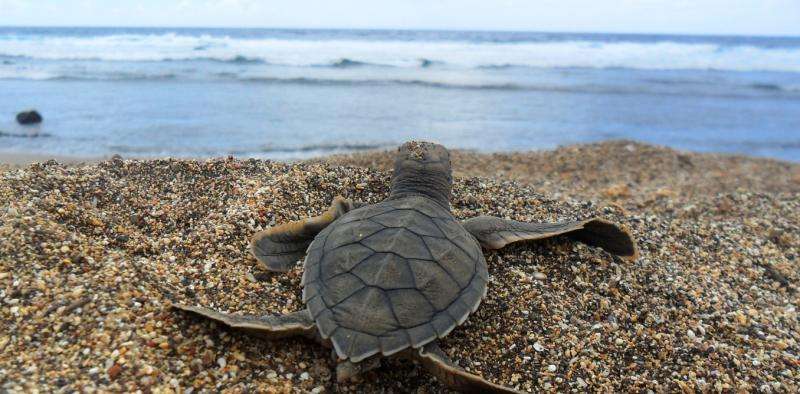 Turtle hatchlings lend each other a flipper to save energy