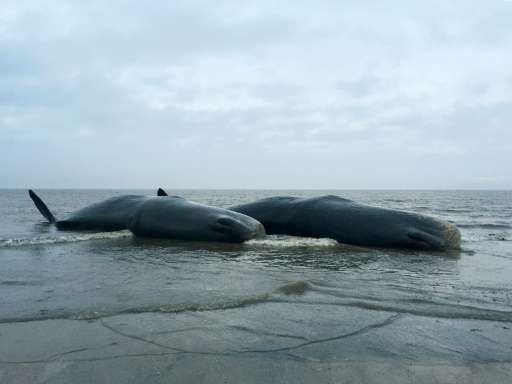 Two dead sperm whales are seen washed up on a beach near Skegness in northeast England on January 24, 2016 in a photo released b