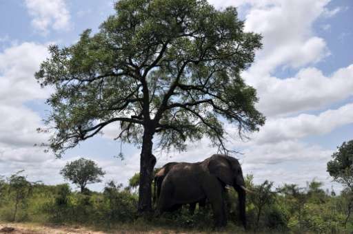 Two elephants are pictured in the Kruger National Park near Nelspruit, South Africa on February 6, 2013