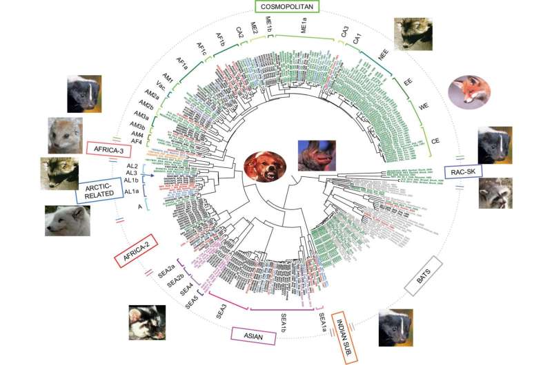 Two major groups of rabies virus display distinct evolutionary trends