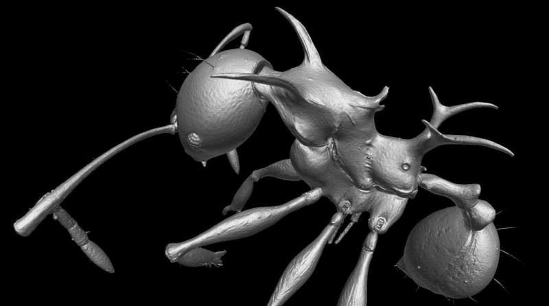 Two new highly adorned spiky ant species discovered in New Guinea