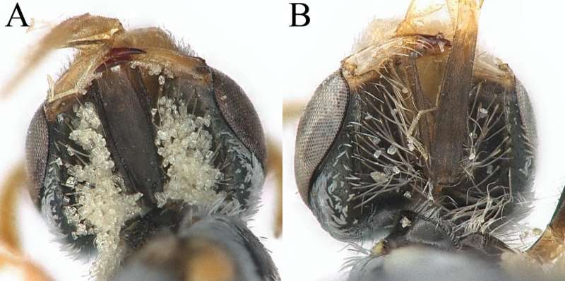 Two views of Perdita coldeniae females' hair baskets with collected pollen