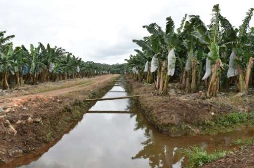 Two years after devastating floods, banana planters in Ivory Coast have staged a comeback, eyeing an increase in production and 