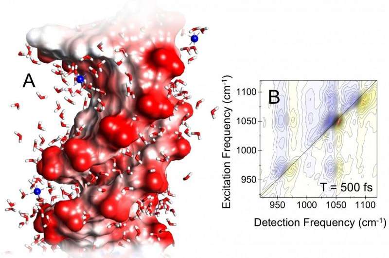 Ultrastrong, ultrafast and local—water induces electric fields at the surface of DNA