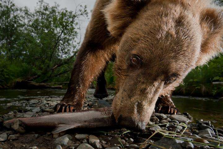 UM study: Kodiak bears track salmon runs in Alaska