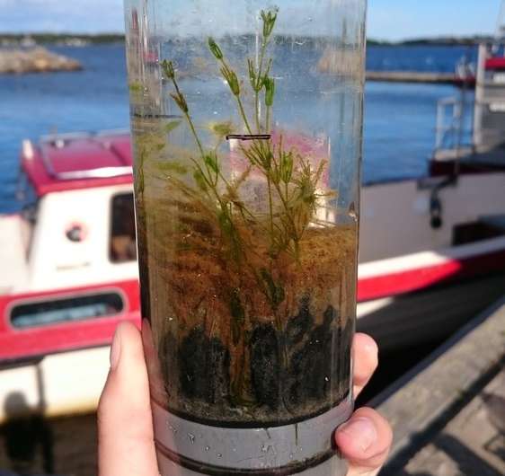 Underestimated algae production on shallow bottoms