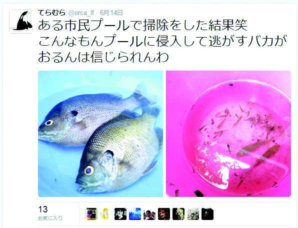 Undergraduate student takes to Twitter to expose illegal release of alien fish in Japan