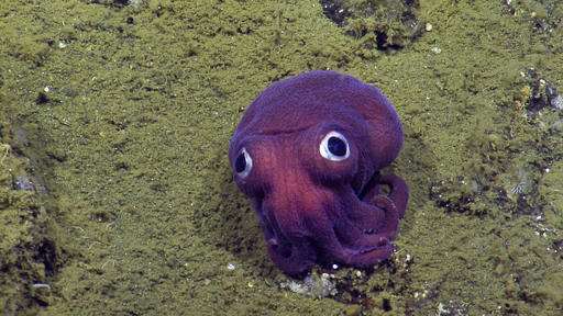 Undersea surprise: Big-eyed squid looks more toy than animal